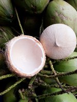 NORMA INTERNACIONAL-COCO JOVEN FRESCO Viet Nam Productos de exportación 100% Natural Sweet Brix 7-9% de Ben Tre, Vietnam