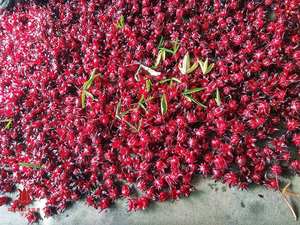 Polvo de Flor de Hibisco Seca para Suplementos de Salud, Extracto Herbal Natural, Materias Primas, Polvo de Roselle de Alta Pureza, Venta al por Mayor - Product Image 3