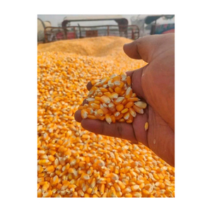 Offre Exclusive : Maïs Jaune de Qualité Supérieure, Grains de Maïs Conformes aux Normes d'Exportation - Product Image 1