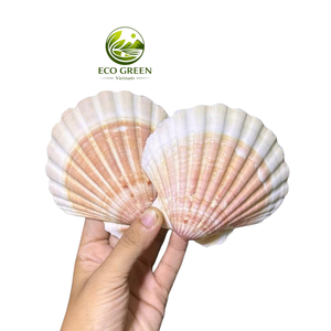 Grand bol de service en coquille Saint-Jacques Tidal Charm, style plage naturel, pour décoration artistique DIY, mariage, aquarium, Vietnam - Product Image 5