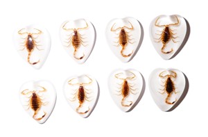 Golden Scorpion Real Specimen Plastic Cabochon Heart 17x21 mm White Flat Bottom for Crafts and Jewelry Making - Product Image 2