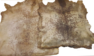 Uso de la cabeza de piel de cabra natural de animales completos para Djembes Tambor africano Tambores de chamán Bodhrans - Product Image 5