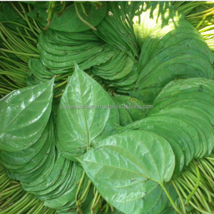 Productos de Exportación: Hoja de Betel Fresca, Hoja de Paan Verde Natural, Calidad de Exportación, Seis Estaciones, Agro Bangladesh, Suministro al por Mayor a Granel - Product Image 1