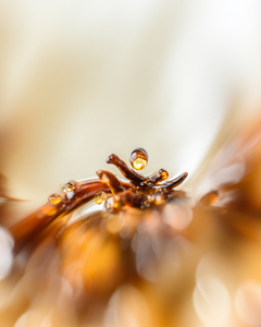 Bêta-caryophylène 85% (CL-601) Van Aroma - Product Image 2