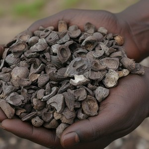 Cáscara de Palma Seca de Buena Calidad 2026 a Precios Económicos, Servicio OEM/ODM de Marca Personalizada, Venta Directa de Fábrica con 2 Años de Vida Útil, Envío a Todo el Mundo - Product Image 1