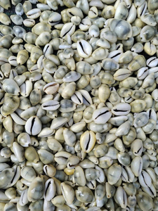 Conchas de Cauri Naturales de Tamaño Mini de Vietnam para Manualidades, Joyería, Decoración de Bodas, Temas de Playa y Decoración del Hogar - Product Image 3