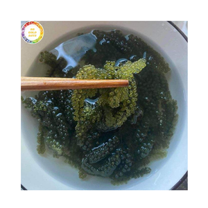 Uvas de Mar Frescas de Vietnam para Exportación, Caviar Verde, Algas Comestibles, Suministro a Granel, Uvas de Mar Naturales para Sushi, Ensaladas y Mariscos - Product Image 1