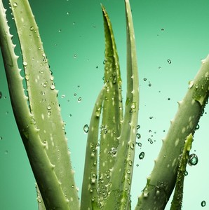 Proveedor de Vietnam, Botella de PET de 500 ml, Mejor Precio, Bebida de ALOE VERA, Sabor a Manzana Verde - OEM, Bebidas Frescas, Empaque, MOQ Bajo - Product Image 6