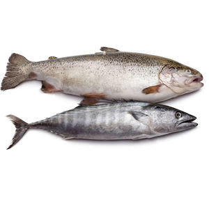 Saumon entier congelé (produits de la mer) de qualité supérieure, en gros et à prix avantageux - Product Image 1