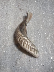 Corne de Shofar en Corne de Mouton Naturelle Polie - Décoration Religieuse Écologique pour la Maison - Haute Qualité - Product Image 1