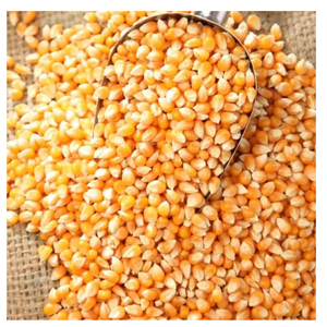 Maïs jaune pour l'alimentation animale, qualité supérieure, alimentation pour volailles, bétail, bovins, vente en gros, approvisionnement en vrac, exportateur, fabricant - Product Image 1