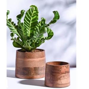 Macetero de Madera Natural Hecho a Mano para Exhibición de Plantas de Interior y Decoración del Hogar con un Elegante Aspecto Rústico - Product Image 3