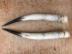 Décoration murale en corne de bison polie, design Art Déco, grande taille de 35 à 40 pouces, pour mariage, anniversaire - Product Image 2