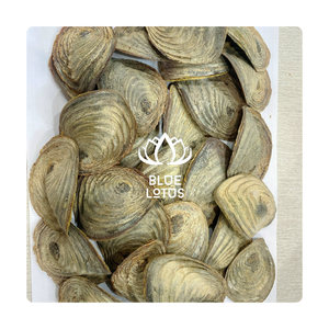 [VENTA CALIENTE] Operculum de Murex, Material Crudo para la Elaboración de Incienso, Fijador de Fragancias, Perfumería Artesanal, Regalos para Acción de Gracias y Graduación - Product Image 1