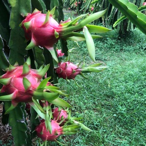 <span class=keywords><strong>Fruit</strong></span> du Dragon Blanc Naturel Frais VIETFAP du Vietnam 100% Goût Doux et Rafraîchissant <span class=keywords><strong>Fruit</strong></span> <span class=keywords><strong>de</strong></span> Luxe - Product Image 5