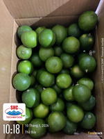 Vietnamese Premium Pitloze Lime – Lange Houdbaarheid, Verse Citrusvruchten voor Internationale Handel