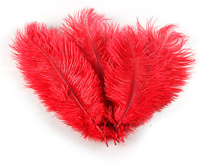 Plumas de Avestruz Frescas al por Mayor, Calidad Premium Directamente de la Fuente para Mercados Globales - Product Image 2