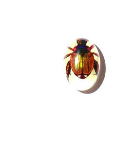 Cabochon ovale en plastique de 12x18 mm avec spécimen réel de coléoptère Golden Cockchafer, fond plat, effet lumineux, pour artisanat et fabrication de bijoux - Product Image 4