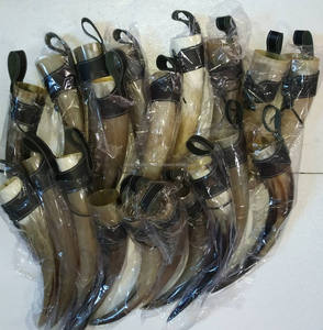 Corne de buffle polie de style viking grande valeur pour la décoration de mariage et de fête artisanat naturel corne de boeuf corne à boire - Product Image 2