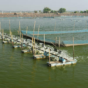 Performance pour l'aquaculture Additifs alimentaires Supplément probiotique multi-souches - Product Image 6