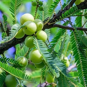 น้ำมันบำรุงผมอัมลา – วีแกนและจากพืช |   น้ำมันบำรุงเส้นผมจากพฤกษศาสตร์ |   เกรดเครื่องสำอาง |   ผลิตภัณฑ์บำรุงเส้นผมประจำวัน - Product Image 5