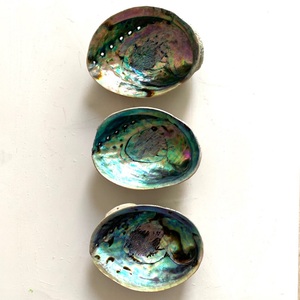 Paua <b>shell</b> for aquarium & jewelry craft <b>abalone</b> <b>shells</b> factory cost raw seashell of <b>abalones</b> - Product Image 2