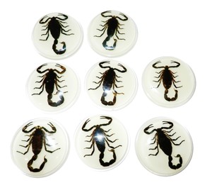 Cabujón de Plástico con Espécimen Real de Escorpión Negro, Redondo, 38.5x38.5 mm, Base Plana Brillante para Manualidades y Joyería - Product Image 3