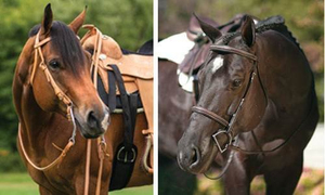 Brida de Cuero Occidental Premium para Caballo, Hermosos Accesorios de Cuero, Buena Calidad, Cierre de Hebilla Ajustable - Product Image 2