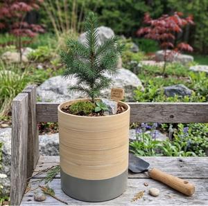 Handcrafted Natural <b>Bamboo</b> Planter <b>Pot</b> Handwoven Sustainable <b>Plant</b> Basket <b>Bamboo</b> planter supplier - Product Image 4