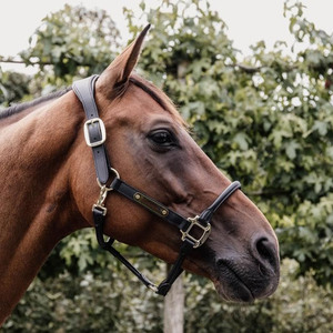 Cabestro de cuero para caballo, tipo polo, de diseño resistente para entrenamiento, manejo, control y uso diario en el cuidado ecuestre. - Product Image 3