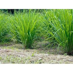 Nettoyant pour sols à l'huile essentielle de cannelle et de citronnelle - Vietnam |   ARÔME FRAÎCHEUR POUR LA NETTOYAGE DOMESTIQUE ET COMMERCIAL - Product Image 3