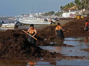 Musgo Irlandés Premium de Vietnam para el Apoyo Inmunológico, Suplemento Dietético, Exportación a Granel a EE. UU. y la UE - Product Image 2