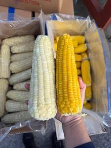 Maíz Dulce Hervido Congelado IQF Blanco, No Glutinoso, Cultivo Común, 15cm, Empaque a Granel, Calidad de Exportación - Ms. Tarina - Product Image 5