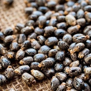 Semillas de Ricino Marrón Naturales - Product Image 1