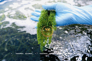 Algues vertes riches en nutriments, caviar d'algues, Umibudo, Caulerpa Lentillifera, algues du Vietnam à prix avantageux, emballage OEM - Product Image 3