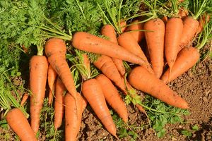 Légume biologique frais, nettoyé et lavé à l'eau, orange et carotte, à forte teneur en jus, brillant et sucré, produit agricole, qualité export en vrac - Product Image 4