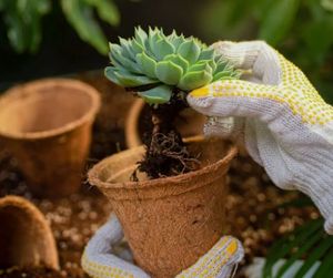 Macetas de Fibra de Coco Sostenibles para Viveros, Centros de Jardinería y Cultivo en Invernadero - Product Image 6