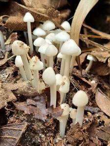 Film soufflé Premium Fresh Termite Mushroom, qualité moulage par soufflage, couleur naturelle, sain, entier, en plastique HDPE, pour applications culinaires, en vrac - Product Image 4
