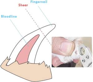 Top Selling Reusable Pet <b>Dog</b> Nail <b>Clipper</b> Wholesale Veterinary Grooming Tool <b>for</b> Easy Safe Nail Trimming <b>for</b> <b>Dogs</b> and Cats - Product Image 6