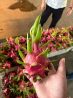 Vietnam Premium Dragon Fruit – Tropisch vers fruit, perfect voor Indiase importeurs