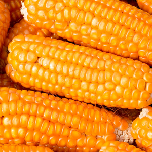 Produit de maïs sec et propre avec grains de maïs jaunes pour l'alimentation animale (volailles, bétail et nutrition agricole) en emballage prêt à l'exportation - Product Image 4