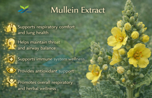 โรงงาน HGO จัดจำหน่ายสารสกัดจากดอกมัลลีนธรรมชาติ (Verbascum thapsus) เกรดอาหาร สารสกัดเวอร์บาโซไซด์ 10% แบบมาตรฐาน - Product Image 3