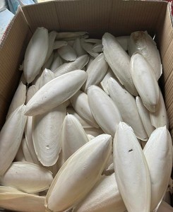 Os de Seiche Séché du Vietnam de Qualité Supérieure pour Oiseaux, Perroquets, Petits Animaux – Source Naturelle de Calcium – Vente en Gros – Mme Tarina - Product Image 3