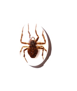 Araña Fantasma, Espécimen Real, Cabujón de Plástico Ovalado de 18x25 mm, Base Plana Blanca para Manualidades y Joyería - Product Image 3