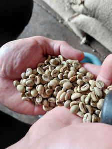 เมล็ดกาแฟโรบัสต้าเวียดนามพรีเมียม คัดเกรด 16/18 ทำความสะอาดแล้ว ขัดเปียก คุณภาพสูง ขายส่ง - Product Image 3