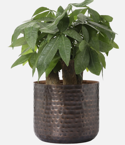 Elegante Macetero Metálico Contemporáneo con Soporte Elevado, Diseño Tradicional, Maceta Dorada para Hogar, Oficina, Balcón, Jardín, con Recubrimiento en Polvo - Product Image 3