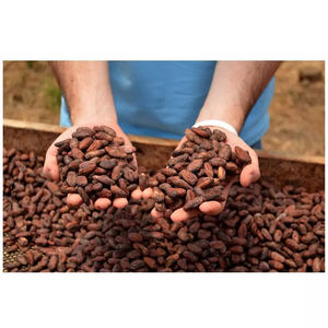 Venta al por mayor de granos de cacao de alta calidad a bajo precio - Product Image 3
