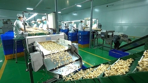 Vietnam Factory Direct W320 Cashew <b>Nuts</b> W240 <b>Kernels</b> High Quality Grade ISO/HACCP Certified 10kg/20kg Vacuum Packaging - Product Image 5