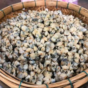 เนื้อหอยเชลล์ต้มสุกคุณภาพสูงพร้อมรับประทานสำหรับผัด ซุป ข้าวต้ม ข้าวสวย บรรจุถาดสุญญากาศ 1 กก. แช่แข็ง - Product Image 1