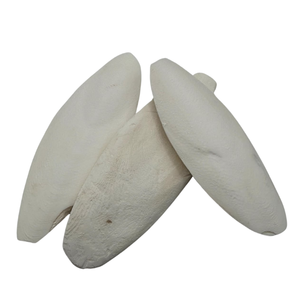 Os de Seiche Écologiques de Haute Qualité à Absorption Rapide et Riche en Vitamines et Minéraux Sûrs pour Reptiles et Oiseaux - Product Image 1